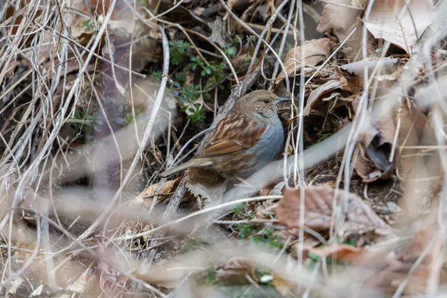 野鳥の写真