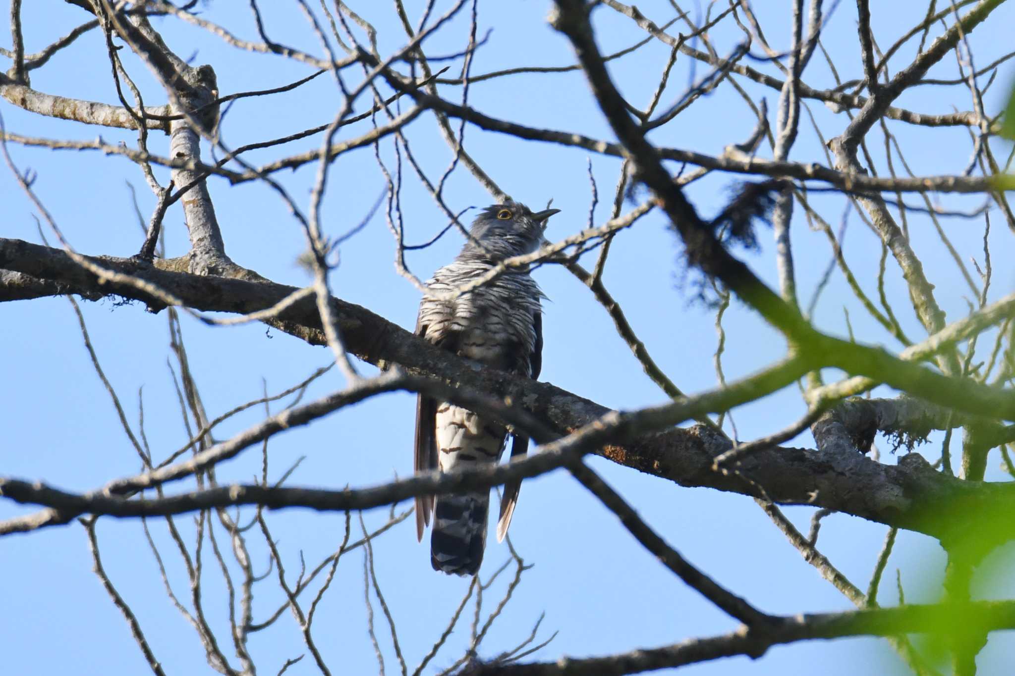 Photo Image