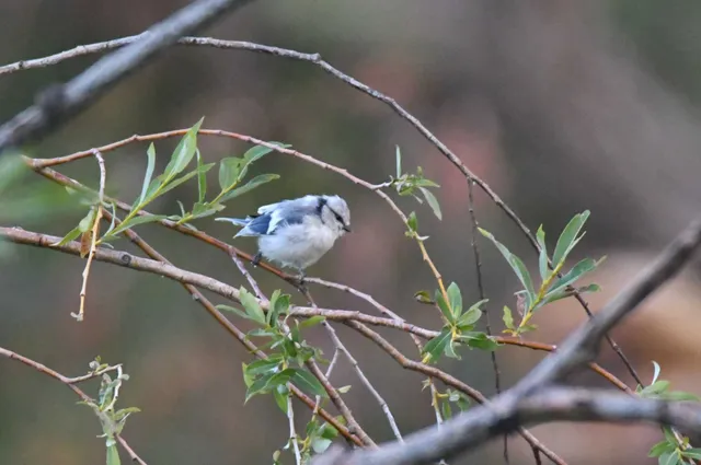 Species Image
