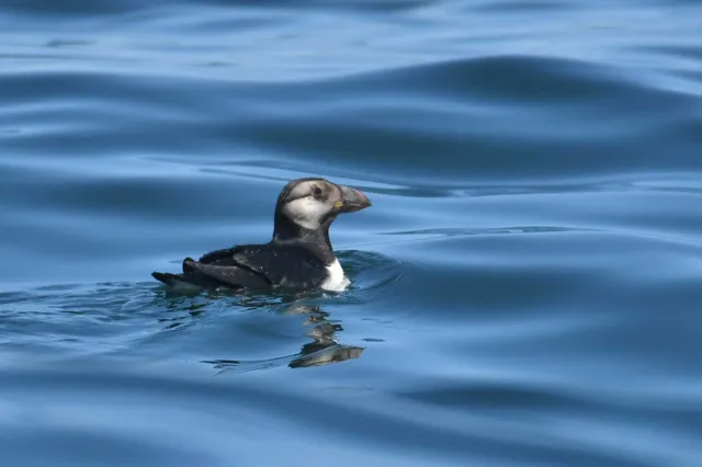 Species Image
