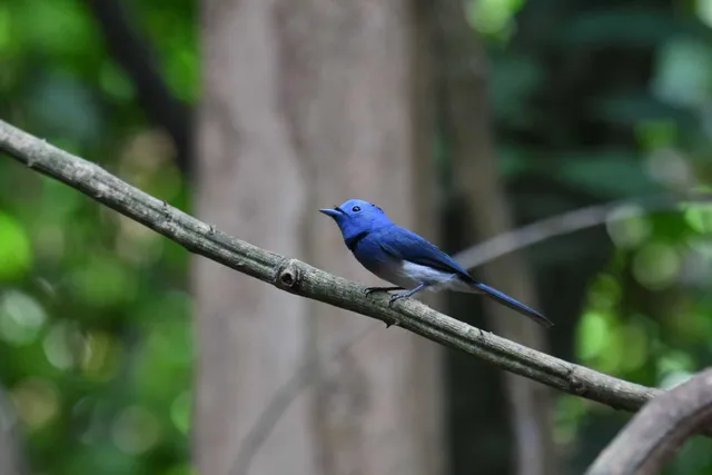 Species Image