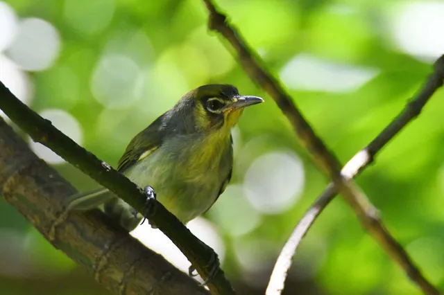 Species Image