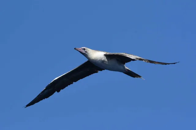 Species Image