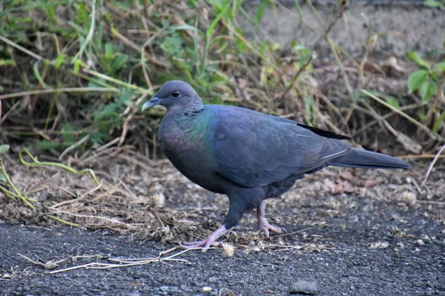 Species Image