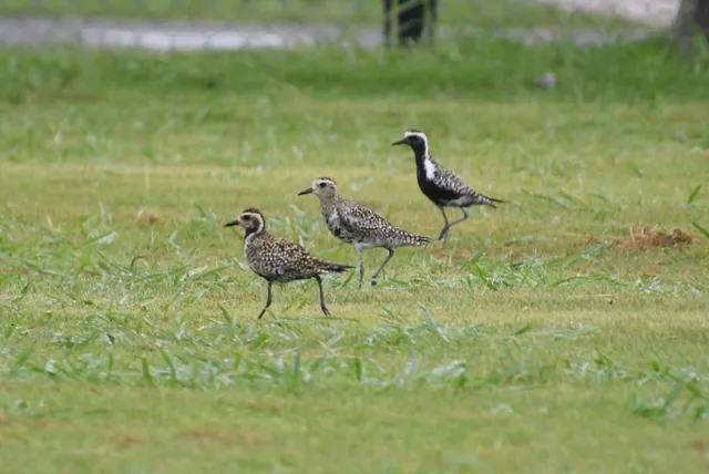Species Image