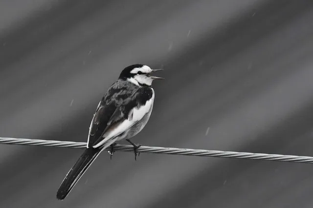 野鳥の写真