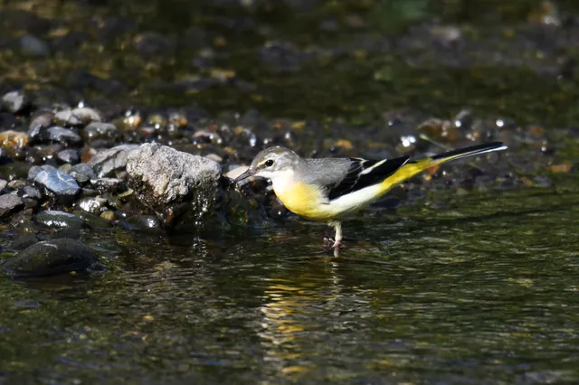 Species Image