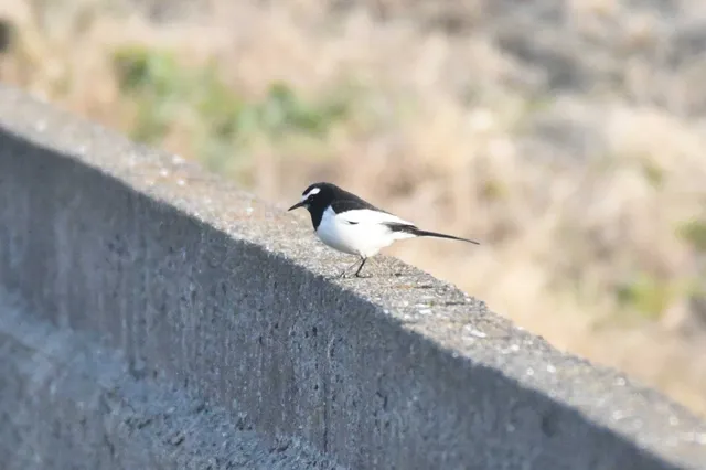 Species Image