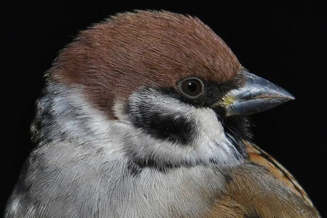 Species Image