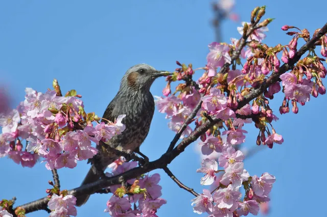 野鳥の写真