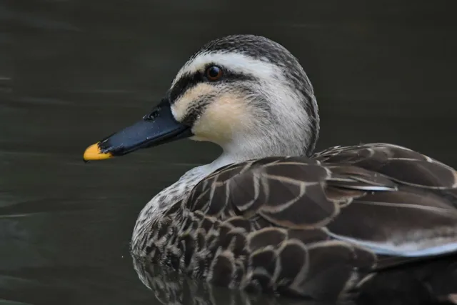Species Image