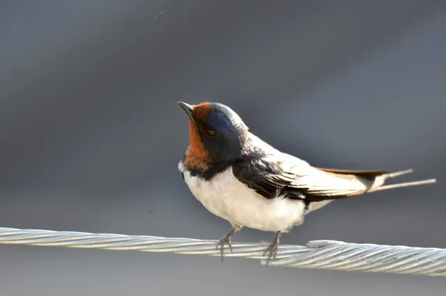 Species Image