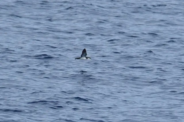 Species Image