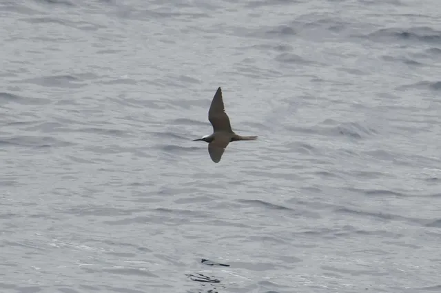 Species Image