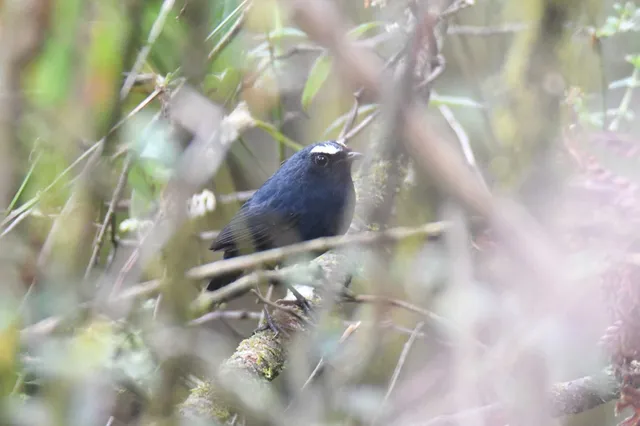 Himalayan Shortwing