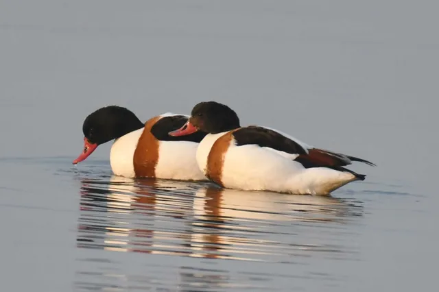 Species Image