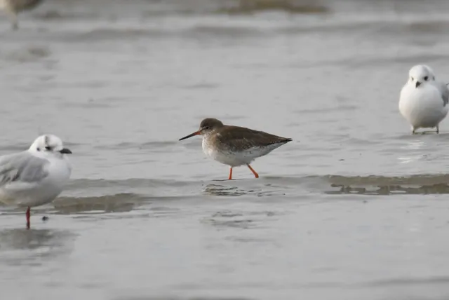 Species Image