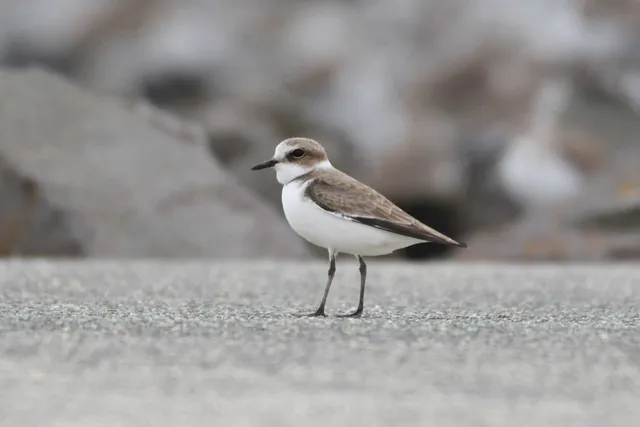 Species Image