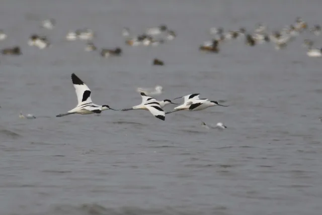 Species Image