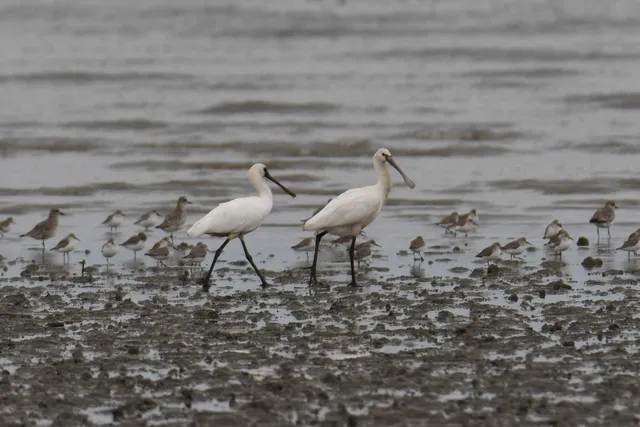 Species Image