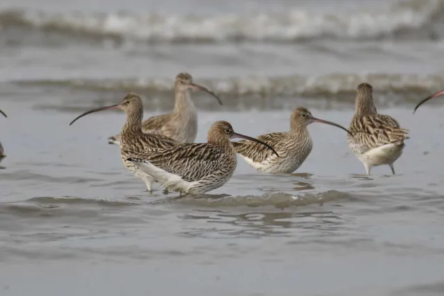Species Image
