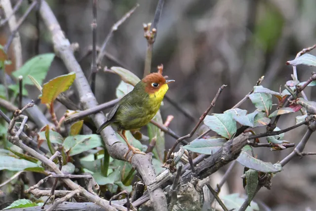 Chestnut-headed Tesia