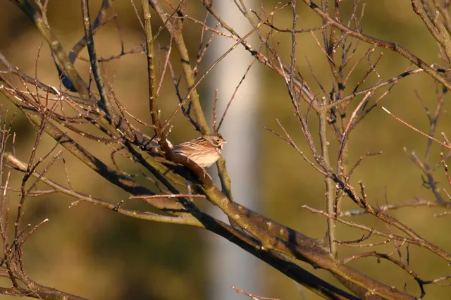Species Image