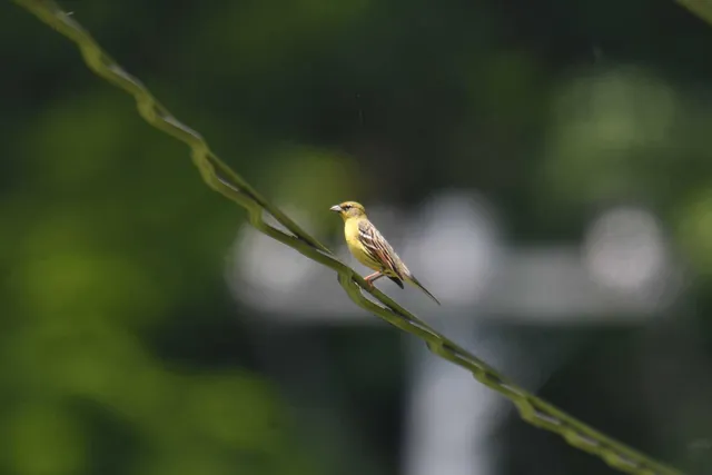 Species Image