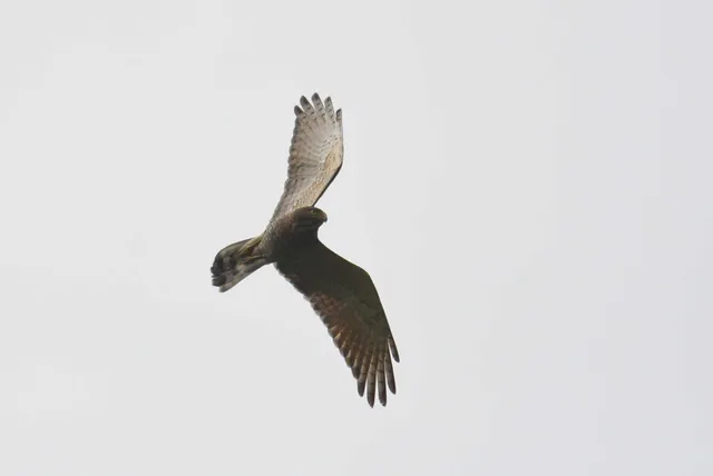 野鳥の写真