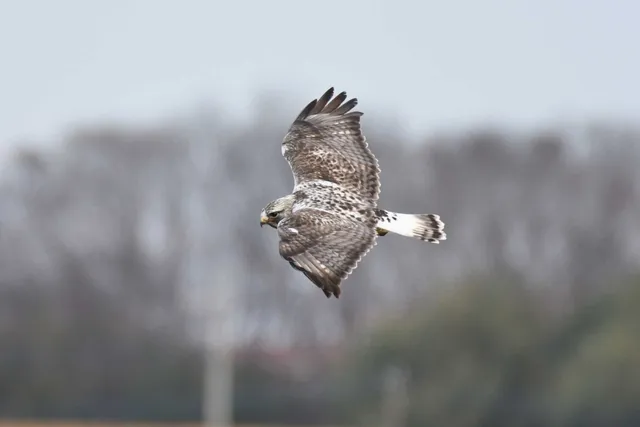 Species Image