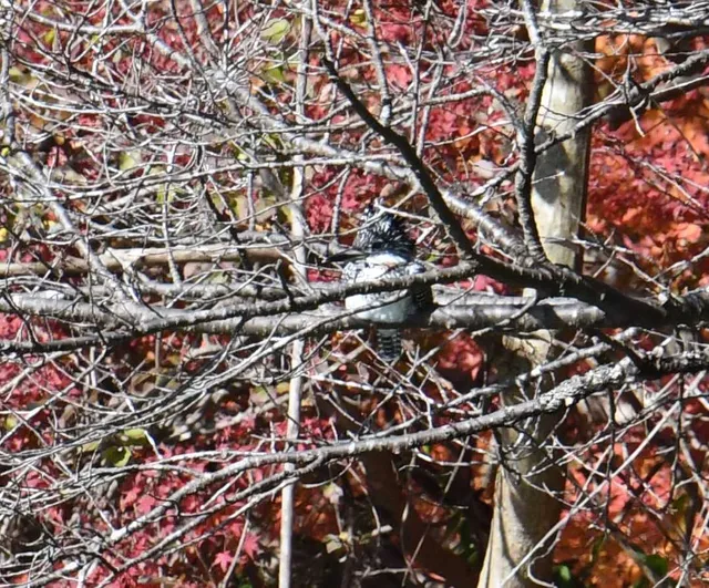 Species Image