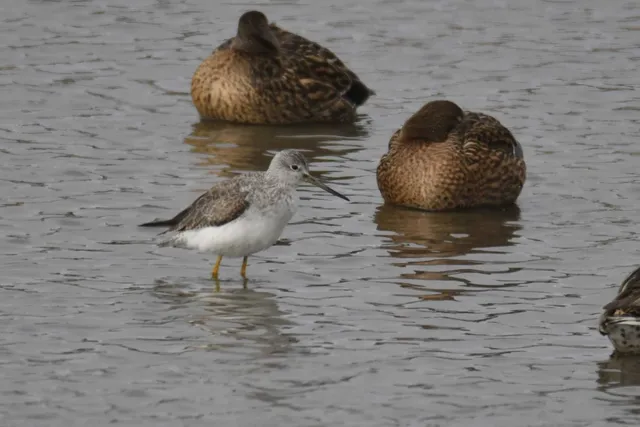 Species Image