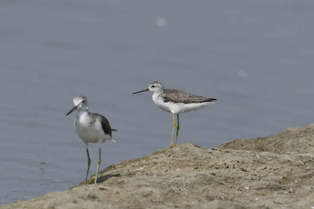 Species Image
