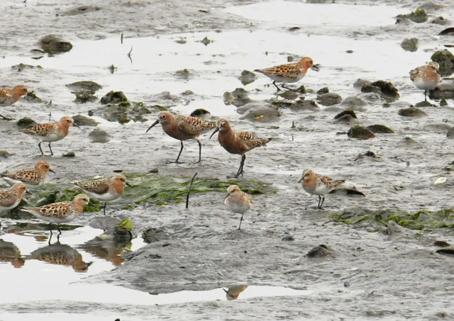 Species Image