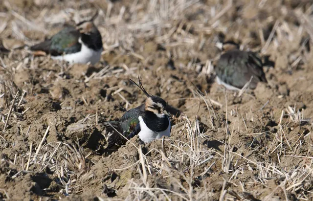 Species Image