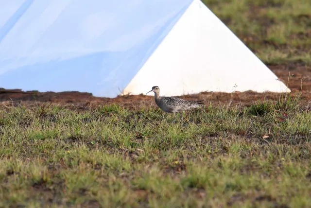 Species Image