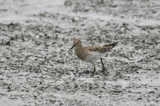 Species Image