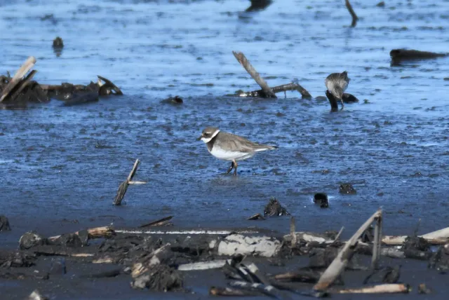 Species Image
