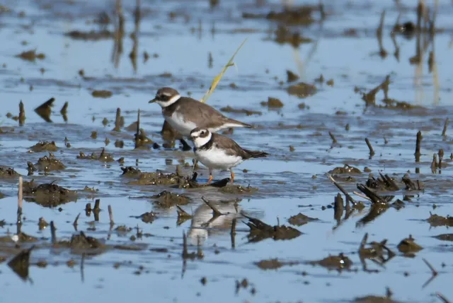 Species Image