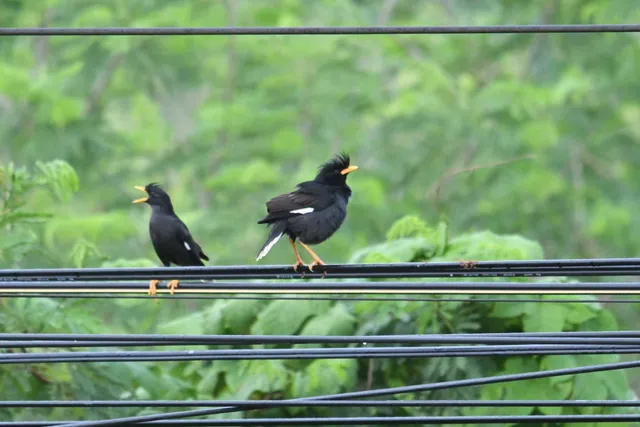 Great Myna