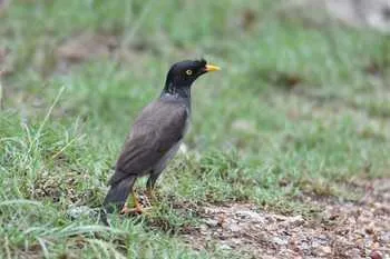 Jungle Myna