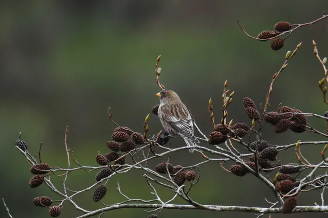 Species Image