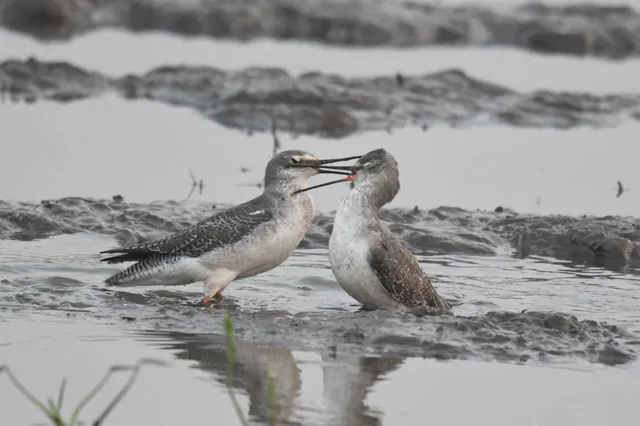 Species Image