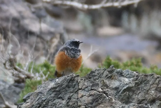 Species Image