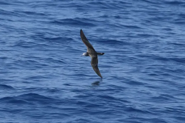 Species Image
