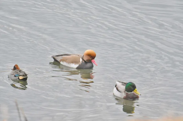 Species Image