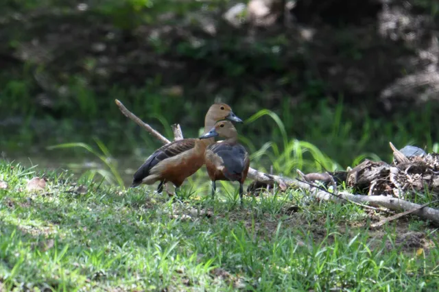 Species Image