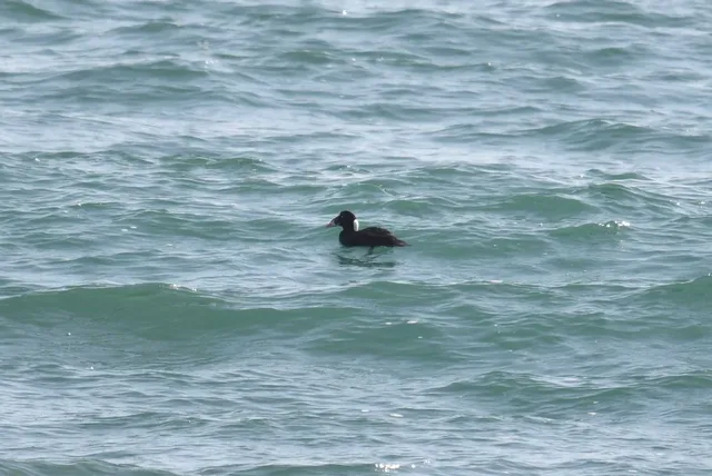 Species Image