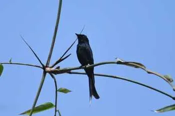 Bronzed Drongo