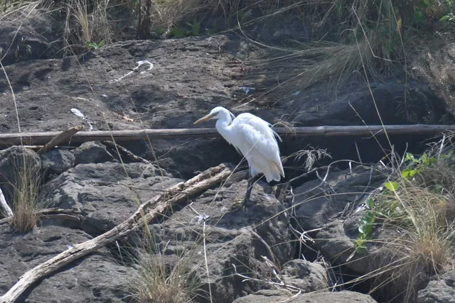 Species Image